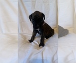 Small Photo #11 Boxer Puppy For Sale in STAMPING GROUND, KY, USA