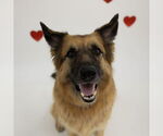Small #42 German Shepherd Dog