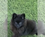 Puppy Tilly Pomeranian