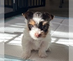 Small #4 Yorkshire Terrier