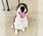 Small #10 German Shorthaired Pointer Mix