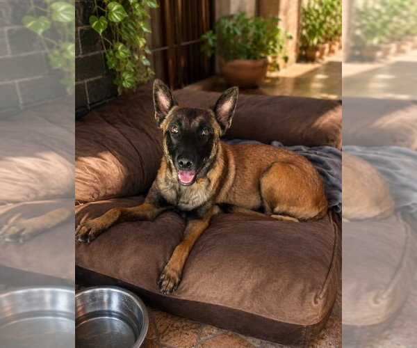 Medium Photo #6 Mutt Puppy For Sale in Escondido, CA, USA