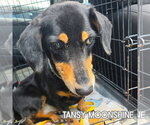 Small #3 Dachshund