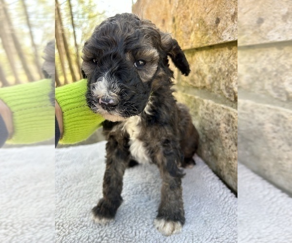 Medium Photo #2 Bernedoodle Puppy For Sale in BREMEN, AL, USA