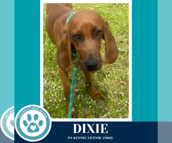 Medium Photo #4 Redbone Coonhound Puppy For Sale in Kimberton, PA, USA
