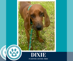 Small #3 Redbone Coonhound