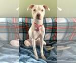 Small Photo #4 Mutt Puppy For Sale in Catasauqua, PA, USA
