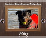 Small #3 Rottweiler
