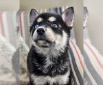 Small Siberian Husky Mix