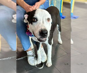 American Pit Bull Terrier-Border Collie Mix Dogs for adoption in OKLAHOMA CITY, OK, USA