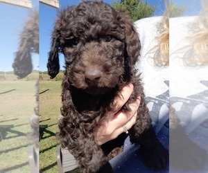 Poodle (Standard) Puppy for sale in EAST BERNSTADT, KY, USA