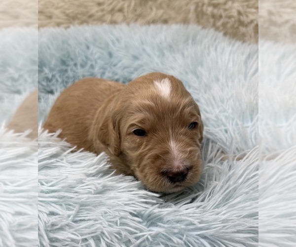 Medium Photo #64 Goldendoodle Puppy For Sale in PIERSON, FL, USA