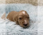 Small Photo #64 Goldendoodle Puppy For Sale in PIERSON, FL, USA