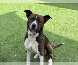 American Pit Bull Terrier Dogs for adoption in Orange, CA, USA