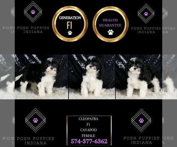 Medium Photo #76 Cavapoo Puppy For Sale in WARSAW, IN, USA