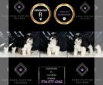 Small Photo #76 Cavapoo Puppy For Sale in WARSAW, IN, USA