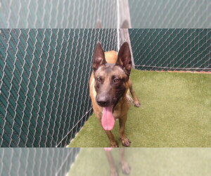 Mutt Dogs for adoption in Downey, CA, USA