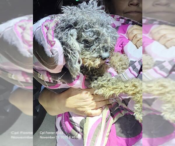 Medium Photo #1 Poodle (Miniature)-Unknown Mix Puppy For Sale in San Antonio, TX, USA