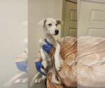 Small #2 Labrador Retriever Mix
