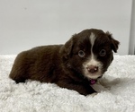 Small Photo #19 Australian Shepherd Puppy For Sale in NEOSHO, MO, USA