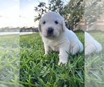Small Photo #5 Great Pyrenees-Newfoundland Mix Puppy For Sale in ORLANDO, FL, USA