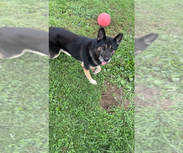 Medium Photo #2 Gerberian Shepsky Puppy For Sale in Pierceton , IN, USA
