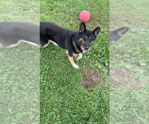 Loki - Male Gerberian Shepsky Dog for Adoption - Photo #2