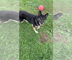 Small Photo #2 Gerberian Shepsky Puppy For Sale in Pierceton , IN, USA