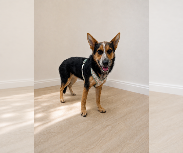Medium Photo #16 Unknown-Welsh Corgi Mix Puppy For Sale in Oakhurst, NJ, USA