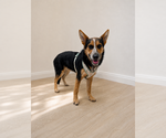 Small #15 Welsh Corgi Mix