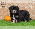 Image preview for Ad Listing. Nickname: Litter of 3