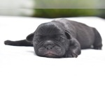 Small #3 Pug