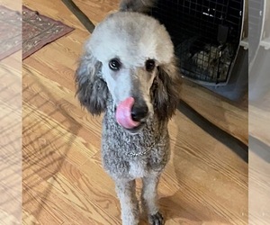 Poodle (Standard) Puppy for sale in THRALL, TX, USA
