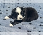 Puppy Girl 5 Australian Shepherd