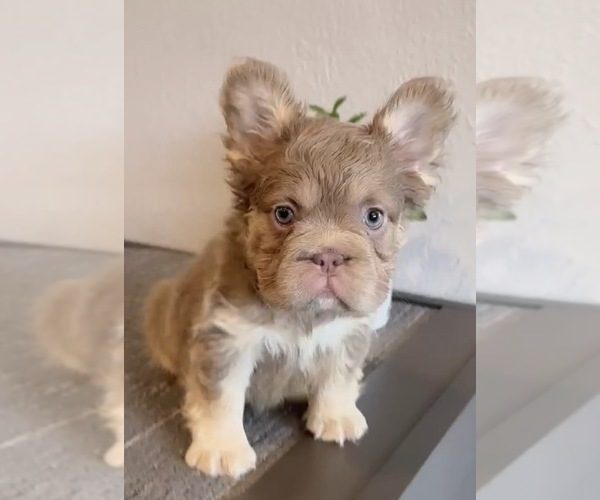 Medium Photo #10 French Bulldog Puppy For Sale in PORTLAND, OR, USA