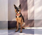 Small Photo #26 German Shepherd Dog-Unknown Mix Puppy For Sale in Lake Forest, CA, USA