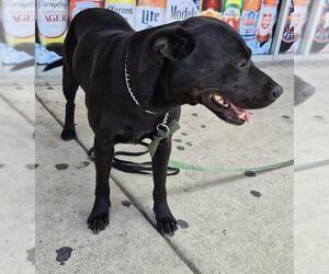 Mutt Dogs for adoption in San Antonio, TX, USA