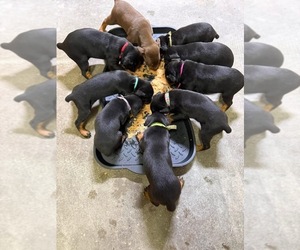 Doberman Pinscher Puppy for sale in WESTON, WI, USA