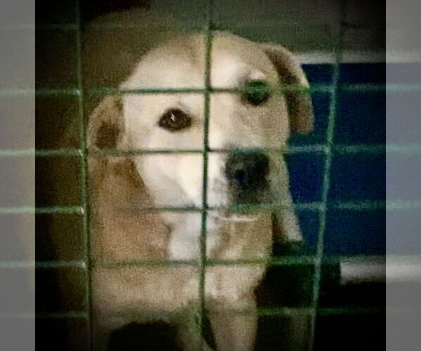 Medium Photo #8 Mutt Puppy For Sale in Piedmont, MO, USA