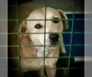 Kia - Female Mutt Dog for Adoption - Photo #8
