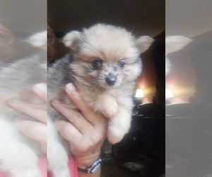 Pomeranian Puppy for sale in SPOTSYLVANIA, VA, USA