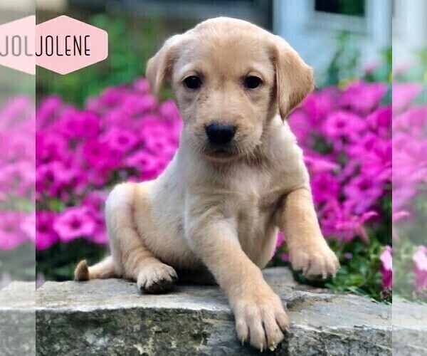 Medium Photo #1 Golden Labrador Puppy For Sale in DRY RUN, PA, USA