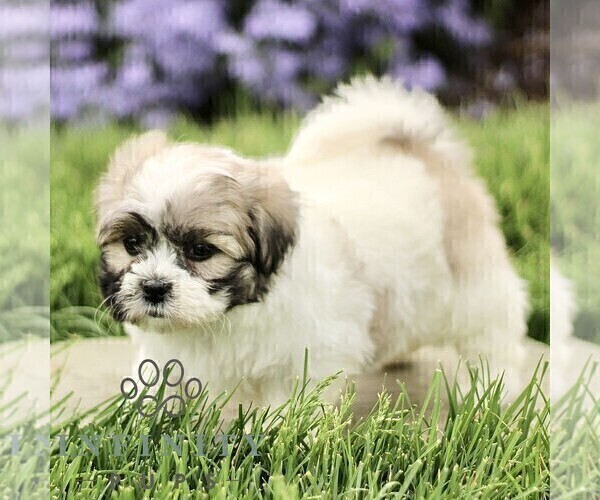 Medium Photo #4 Zuchon Puppy For Sale in RONKS, PA, USA