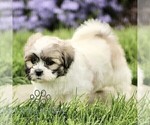 Small Photo #4 Zuchon Puppy For Sale in RONKS, PA, USA