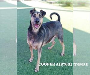 Black Mouth Cur-German Shepherd Dog Mix Dogs for adoption in Pasadena, TX, USA