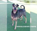 COOPER - Male Black Mouth Cur-German Shepherd Dog Mix Dog for Adoption - Small photo