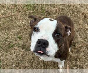 Boxer-Unknown Mix Dogs for adoption in Tulsa, OK, USA