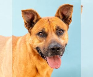 American Pit Bull Terrier-Rhodesian Ridgeback Mix Dogs for adoption in Pasadena, CA, USA