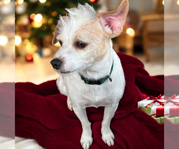 Medium Photo #3 Mutt Puppy For Sale in Vail, AZ, USA