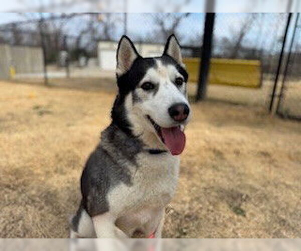 Medium Photo #2 Siberian Husky Puppy For Sale in Temple, TX, USA